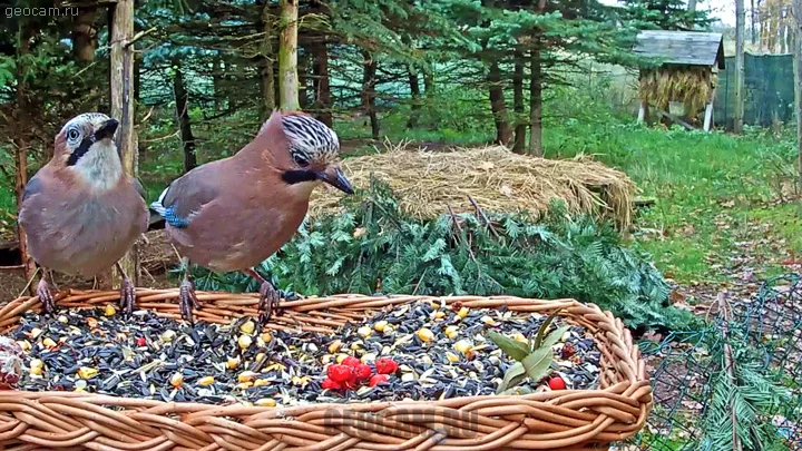 Webcam At The Bird Feeder In Makov Center